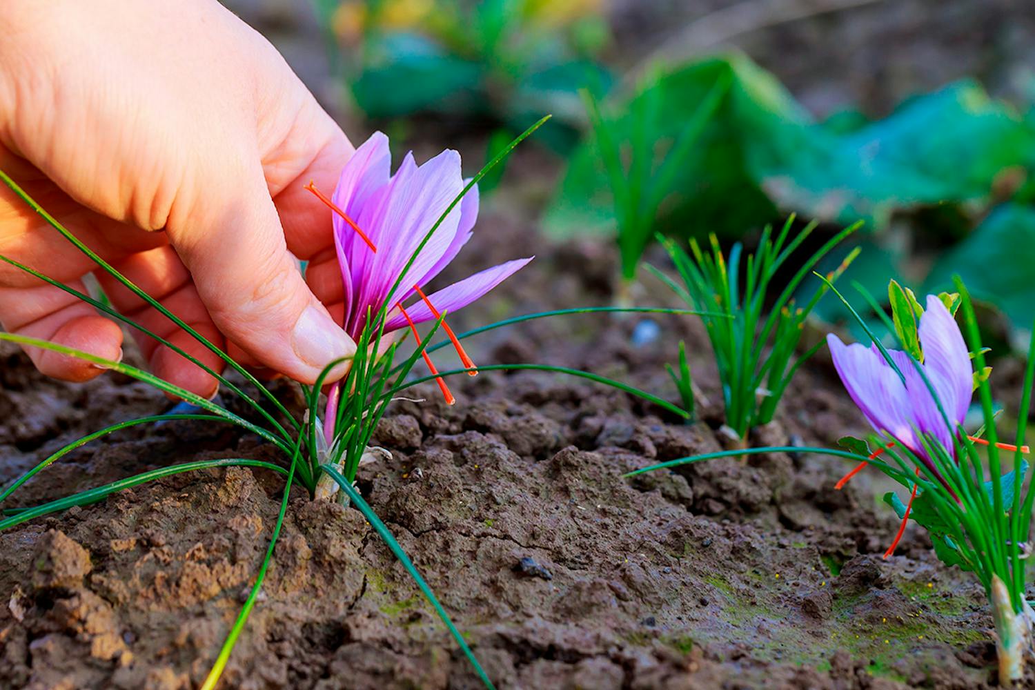 Safran blomst Safran plante, safran blomst, safran løg